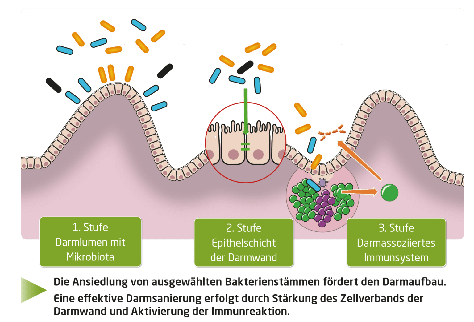 Natürliche Bodyguards: Die Faszinierende Welt Des Immunsystems