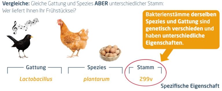 Bifidobakterien: Aufgaben, Lebensmittel Und (Probiotika-)Präparate